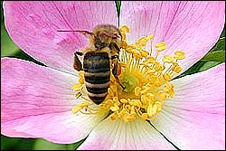 domestizierte Honigbiene