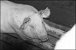 arrestiertes Schwein auf Spaltenboden