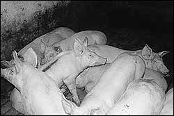 Schweine auf Spaltenboden