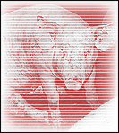 Stallschwein