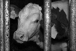 tote Schweine au&szlig;erhalb des Schlachthofes