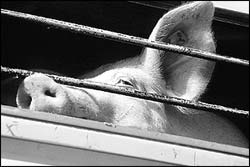 deportiertes Schwein